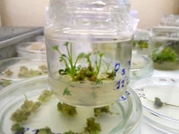 Опробован простой и безопасный способ получения лекарства для сердечников