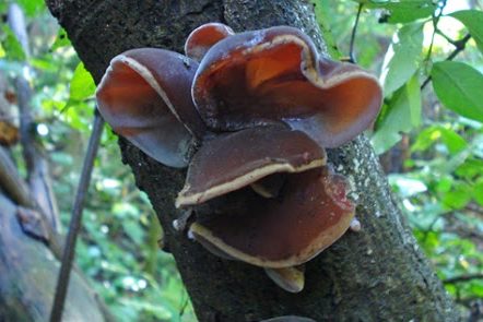 У древесного гриба обнаружили новые целебные свойства