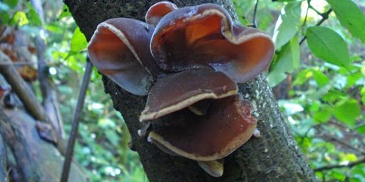 У древесного гриба обнаружили новые целебные свойства