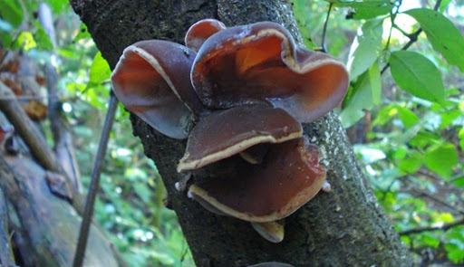 У древесного гриба обнаружили новые целебные свойства