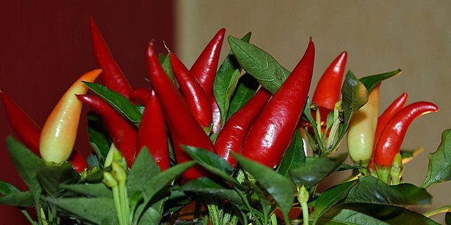Любители красного острого перца реже умирают от рака и болезней сердца