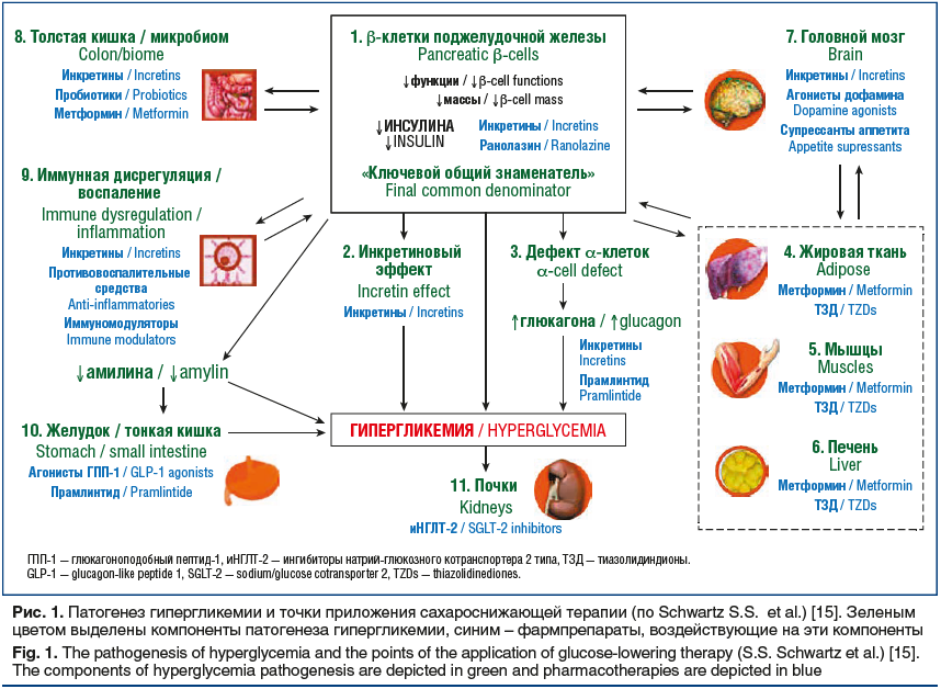 Рис. 1. Патогенез гипергликемии и точки приложения сахароснижающей терапии (по Schwartz S.S. еt al.) [15]. Зеленым цветом выделены компоненты патогенеза гипергликемии, синим – фармпрепараты, воздействующие на эти компоненты Fig. 1. The pathogenesis of hyp