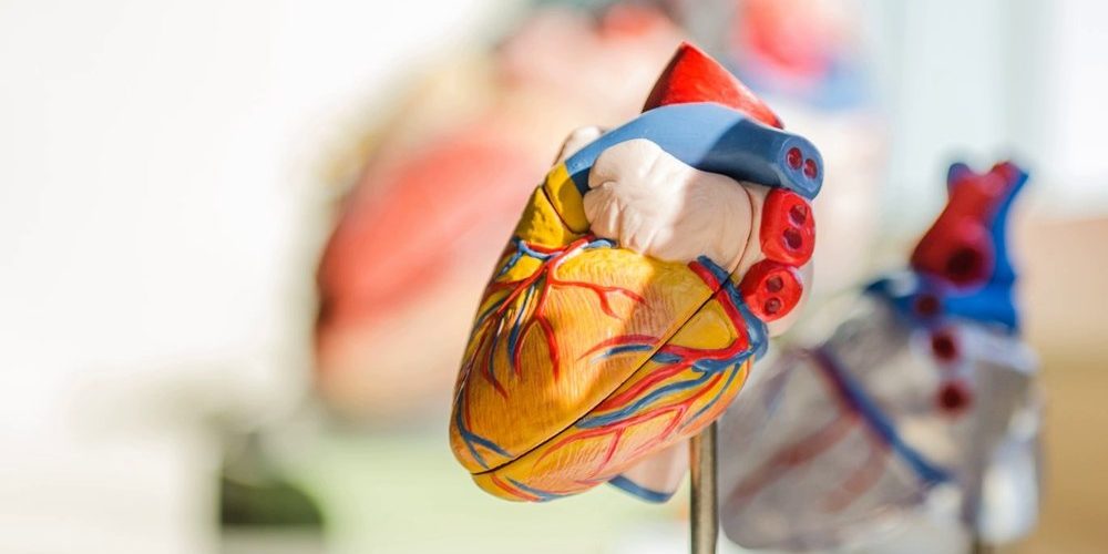 Ученые выяснили, почему ночью сердце замедляется