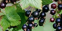 Врачи нашли в черной смородине средство профилактики диабета