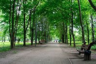 Кардиологи советуют жить в максимально зеленых районах