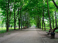 Кардиологи советуют жить в максимально зеленых районах