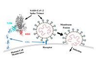 Вирусологи пересмотрели взгляды относительно путей заражения коронавирусом