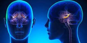 Психиатр называет четыре способа замедлить возрастной упадок функций мозга