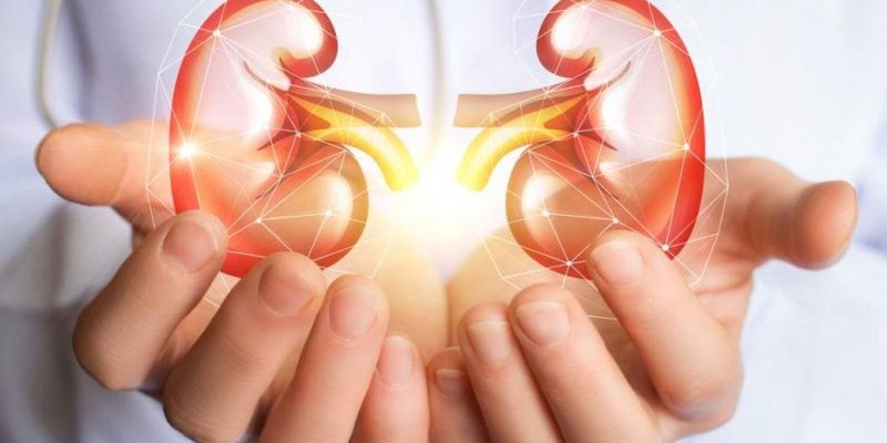 Ученые рассказали, какие привычки питания вредят почкам