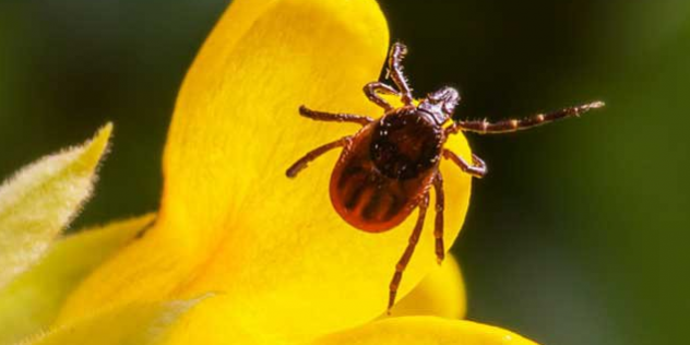 Инфекционист рассказал о противопоказаниях к прививке от клещевого энцефалита