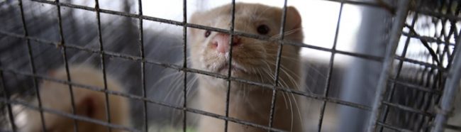 В России запущено производство ветеринарной вакцины против COVID-19