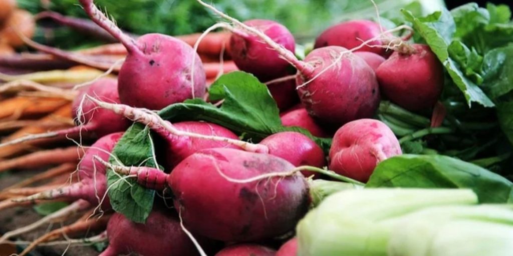 Врач рассказал о способности редиса влиять на опухоли