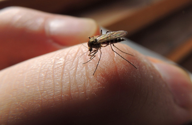 Как распознать аллергию на комаров