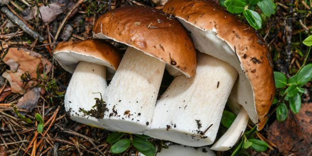 Названы грибы, способствующие похудению — Медицина 2.0