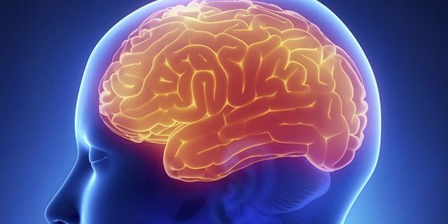 Названы лучшие продукты для стимуляции работы мозга