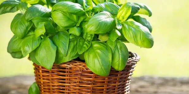 Базилик признали эффективным средством для профилактики деменции