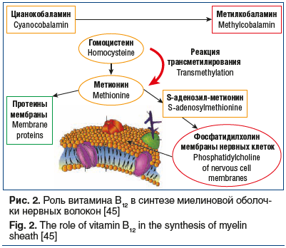 Рис. 2. Роль витамина В12 в синтезе миелиновой оболочки нервных волокон [45] Fig. 2. The role of vitamin B12 in the synthesis of myelin sheath [45]
