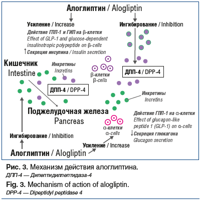 Рис. 3. Механизм действия алоглиптина. ДПП-4 — Дипептидилпептидаза-4 Fig. 3. Mechanism of action of alogliptin. DPP-4 — Dipeptidyl peptidase 4