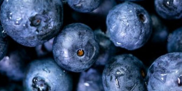 Черника может помочь улучшить память