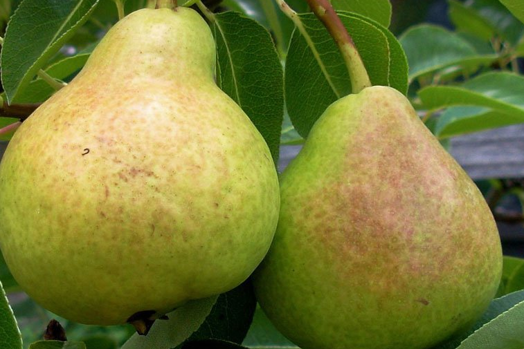 Употребление груш помогает предотвратить инсульт