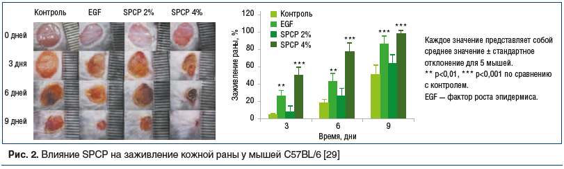 Рис. 2. Влияние SPCP на заживление кожной раны у мышей C57BL/6 [29]