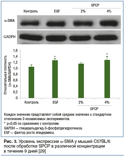 Рис. 3. Уровень экспрессии α-SMA у мышей C57BL/6 после обработки SPCP в различной концентрации в течение 9 дней [29]