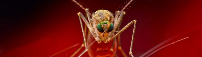 Valneva успешно испытала вакцину от лихорадки чикунгунья