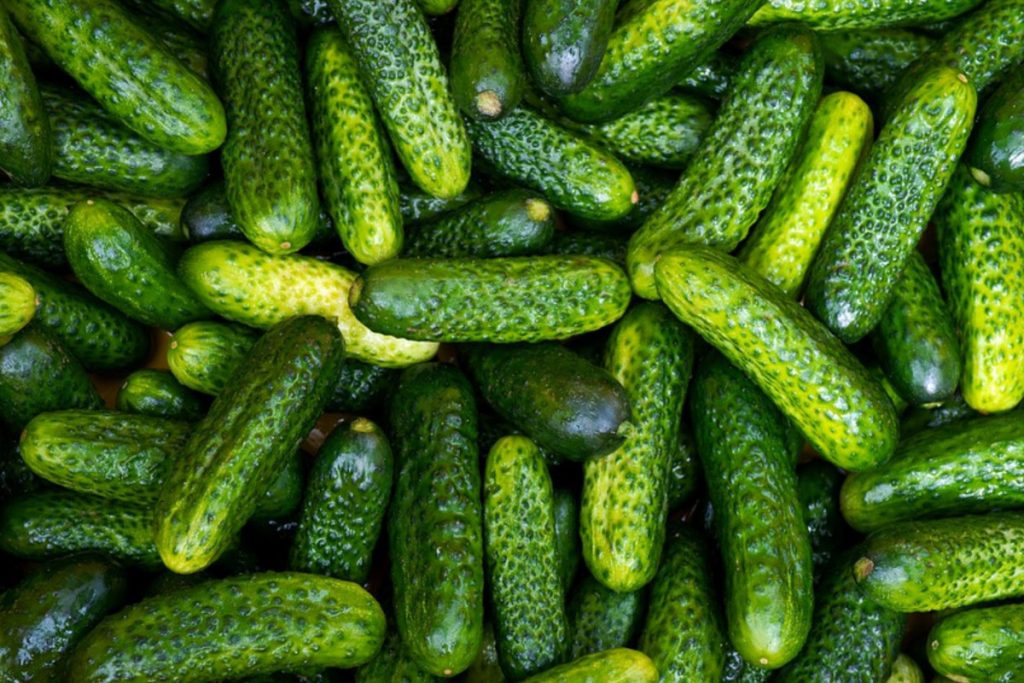 Огурцы могут помочь предотвратить болезнь Альцгеймера