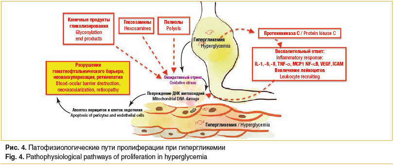 Рис. 4. Патофизиологические пути пролиферации при гипергликемии Fig. 4. Pathophysiological pathways of proliferation in hyperglycemia