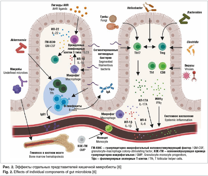 Рис. 2. Эффекты отдельных представителей кишечной микробиоты [6] Fig. 2. Effects of individual components of gut microbiota [6]