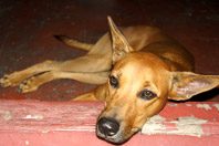 Собачий коронавирус оказался опаснее, чем считалось