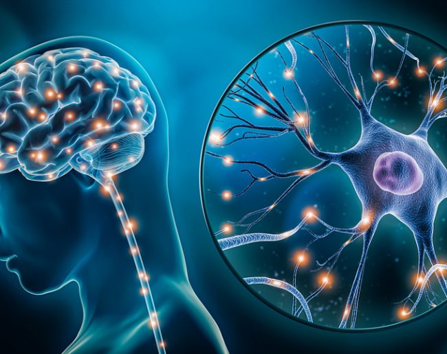 Гипотиреоз, мозг и когнитивные навыки