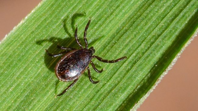 Как не дать клещевому боррелиозу испортить вам жизнь