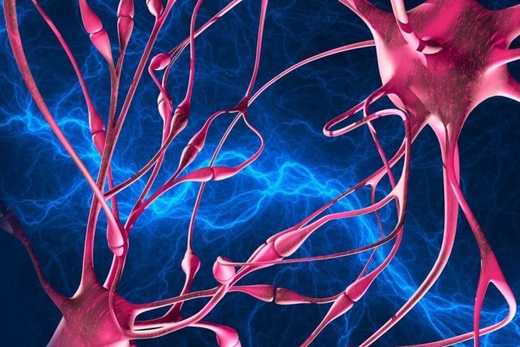 10 заблуждений о нервной системе