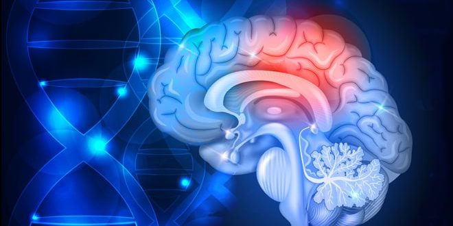 Восстановление кровообращения мозга методами народной медицины