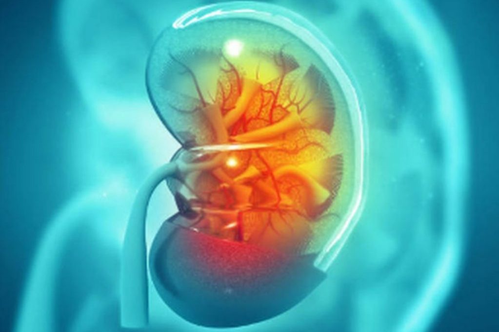 Медик Русакова рассказала о полезных и вредных для почек продуктах