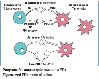 Рисунок. Механизм действия анти-PD1 Figure. Anti-PD1 mode of action