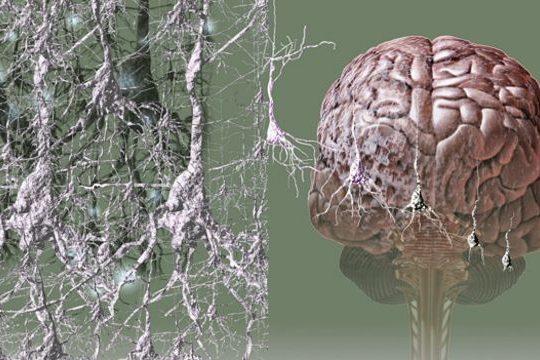 Как взаимосвязано старческое слабоумие и стресс