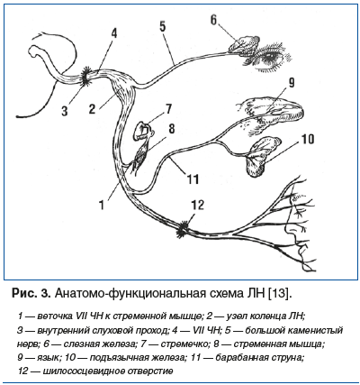 Рис. 3. Анатомо-функциональная схема ЛН [13].