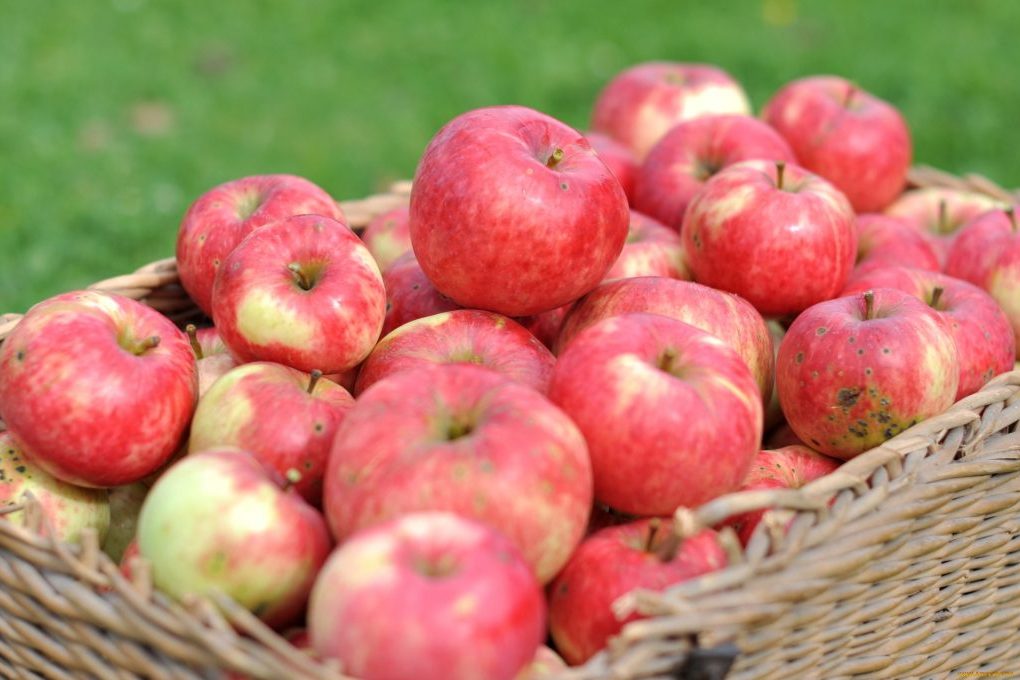 AJoCN: яблоки способны защитить от ожирения и болезни Альцгеймера