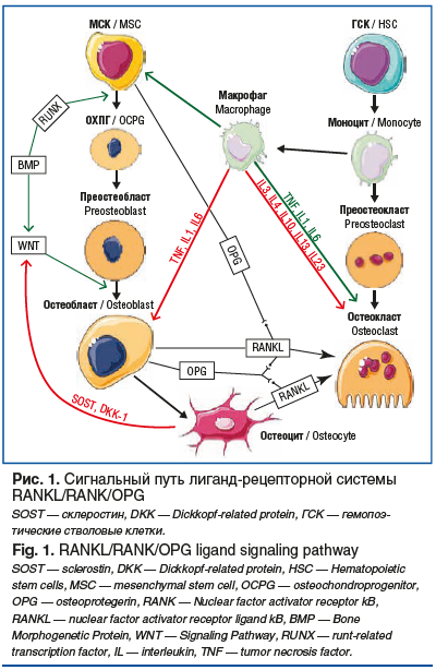 Рис. 1. Сигнальный путь лиганд-рецепторной системы RANKL/RANK/OPG SOST — склеростин, DKK — Dickkopf-related protein, ГСК — гемопоэ- тические стволовые клетки. Fig. 1. RANKL/RANK/OPG ligand signaling pathway SOST — sclerostin, DKK — Dickkopf-related protei