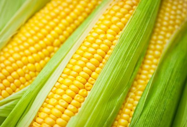 Полезные свойства кукурузы, о которых вы не знали