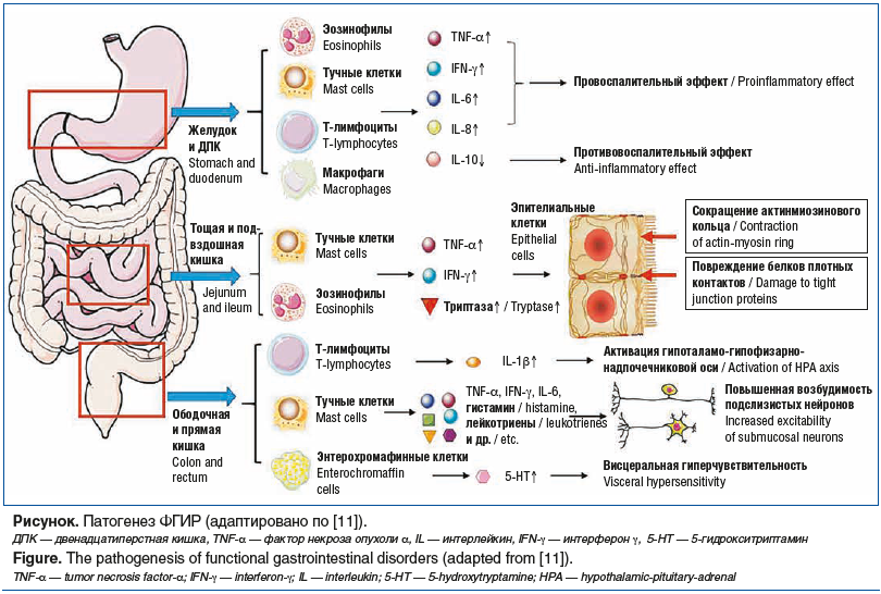 Рисунок. Патогенез ФГИР (адаптировано по [11]). ДПК — двенадцатиперстная кишка, TNF-α — фактор некроза опухоли α, IL — интерлейкин, IFN-γ — интерферон γ, 5-HT — 5-гидрокситриптамин Figure. The pathogenesis of functional gastrointestinal disorders (adapted