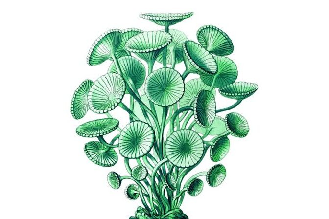 Пища, богатая полифенолами, снижает риск сердечных заболеваний и болезни Альцгеймера