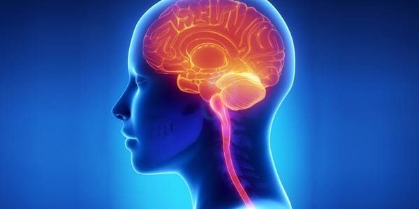 Здоровый мозг: 6 необходимых витаминов и минералов