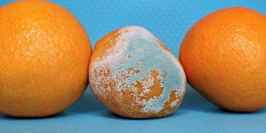 Терапевт Помойнецкая назвала опасные продукты, способные вызывать воспаление и рак