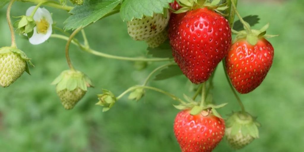 Биолог Наполов: клубника полезна для людей с болезнями сосудов и