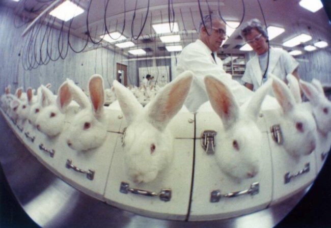 Обзор: Лишь каждое 20-е лечение, испытываемое на животных, одобряется для