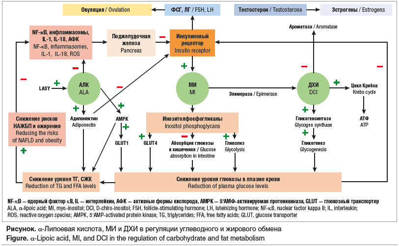 Рисунок. α-Липоевая кислота, МИ и ДХИ в регуляции углеводного и жирового обмена Figure. α-Lipoic acid, MI, and DCI in the regulation of carbohydrate and fat metabolism