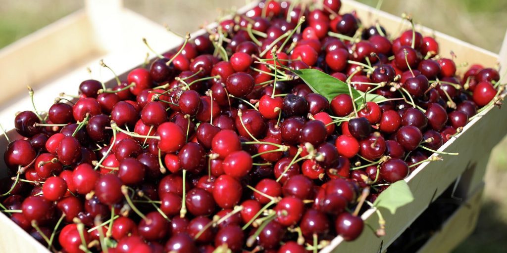 Черешня для сердца и вишня от воспалений: Специалисты рассказали о
